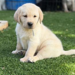 Light blue - Yellow male Labrador Retriever puppy in Paulden, Arizona from Carefree Samoyeds & Deserthills Labradors