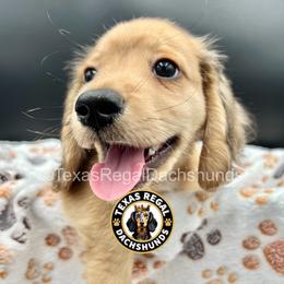 Baron - Cream male Dachshund puppy in Houston, Texas from Texas Regal Dachshunds LLC