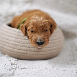 Green collar - Tarzan - Red  male Goldendoodle puppy in Duncan, South Carolina from Abner Creek Poodles & Doodles