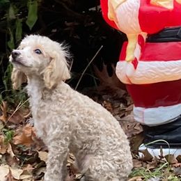 Poodles, Yorkipoos, and Yorkshire Terriers from Pamela's Poodles, Yorkshire Terriers & Designer pups