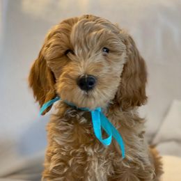 Bernedoodles and Goldendoodles from Highland Goldendoodles