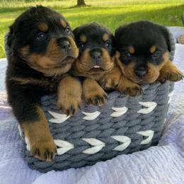 Rottweiler Puppies from Bella Bowe Champion Import Rottweilers