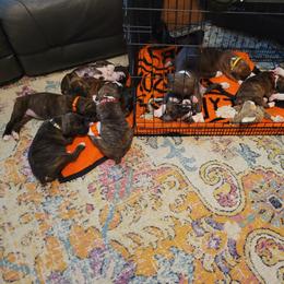 Boxer Puppies from Keen Boxers