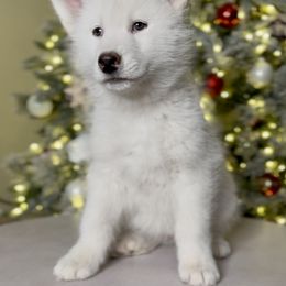 Siberian Husky Puppies from Snowy Siberians