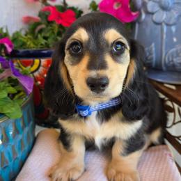 Rudy black and cream 2500 - Black and cream male Dachshund puppy in Lexington, Oklahoma from Long Doggy Acres Miniature Dachshunds