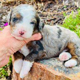 Esther - Blue merle female Bernedoodle puppy in Bowling Green, Ohio from FDF Pyredoodles & Bernedoodles