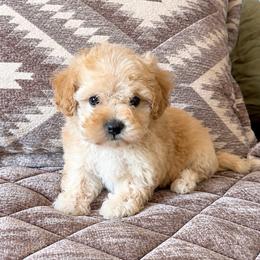 Coral - Apricot female Havapoo puppy in Norwood, Missouri from Neuroth Pup Co.