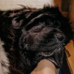 Newfoundland Puppies from Kinson Ridge Giants