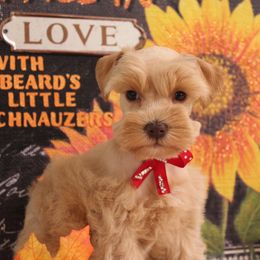 Little Bit - Wheaten female Miniature Schnauzer puppy in Gary, Texas from Beards Little Schnauzers