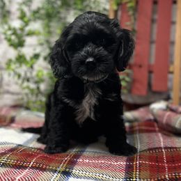 Peppermint Bark - Black and chalk female Australian Labradoodle puppy in Brush Prairie, Washington from Fancy Pants Labradoodles