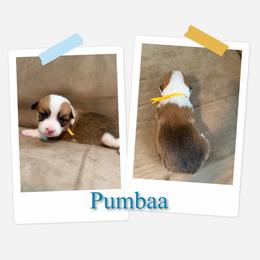 Pumbaa - White and red male Pembroke Welsh Corgi puppy in Athens, Alabama from Southern Sass Corgis