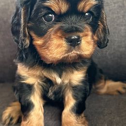 Lady Jane - Cavalier King Charles Spaniel puppy from Celtic Star Cavaliers