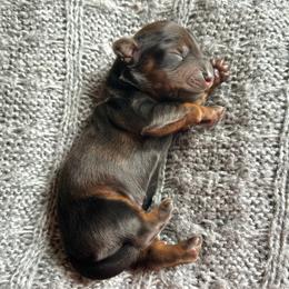 Oliver-AKC.PRA-clear.3800 - Brindle male Dachshund puppy in Dover, Oklahoma from Freckles and Furballs