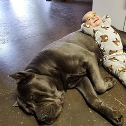 Gia - Cane Corso