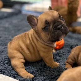 Watson - Fawn and white male French Bulldog puppy in Madison, Wisconsin from MadCity Frenchies