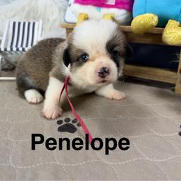 Penelope - Sable female Pembroke Welsh Corgi puppy in Apison, Tennessee from Ashmore Corgis