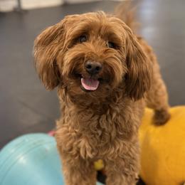 Bridget - Goldendoodle