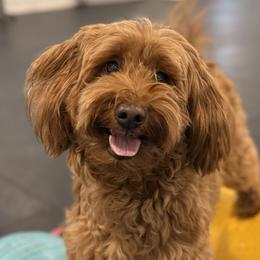Bridget - Goldendoodle