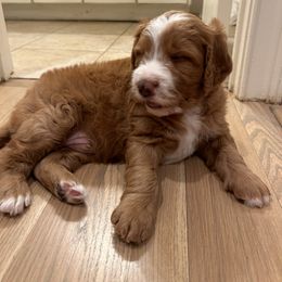 Bernedoodle Puppies from Palmetto Bernedoodles Boutique