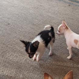 Chihuahua Puppies from OakView Farm