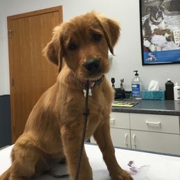 Golden Retriever Puppies from Mountain View Farms - World Class Golden Retrievers