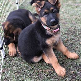 German Shepherd Puppies from Zwinger vom Schneider Wald