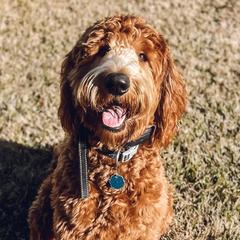 George - Goldendoodle
