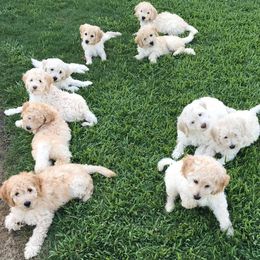 Goldendoodle Puppies from Tennessee Dandy Doodles