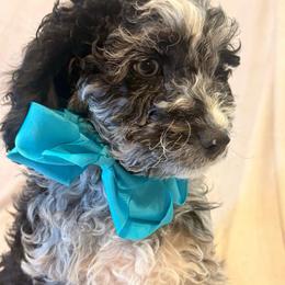 Tide - Merle male Cockapoo puppy in Saint Louis, Missouri from Jax Doodles
