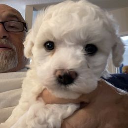 Bichon Frise Puppies from Agape Bichons