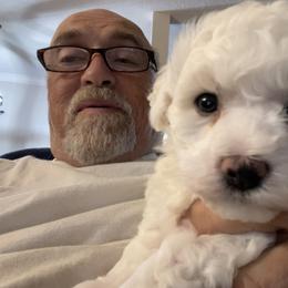 Bichon Frise Puppies from Agape Bichons