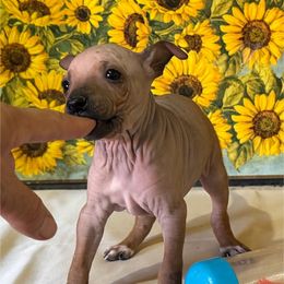 Jenny - Red sable female American Hairless Terrier puppy in Buckingham, Illinois from Gaus Hof