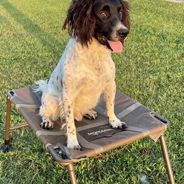 Rudy - English Springer Spaniel