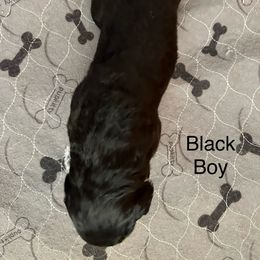Boy 2 - Black tri-color Australian Shepherd puppy in Marshall, Virginia from Aussie Tales Farm