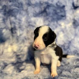 Hunter - Black and white male Border Collie puppy in Decatur, Alabama from Phantom Border Collies