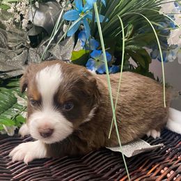 Tiny - Red tri male Miniature Australian Shepherd puppy in Oroville, Washington from High Mountain Aussies