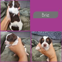 Brie - Brown and white female Cockapoo puppy in Zanesville, Ohio from Southtown Doodles LLC