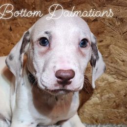 Boy Kaminari Yellow - White and liver brown Dalmatian puppy in Thayer, Missouri from Spotty Bottom Dalmatians