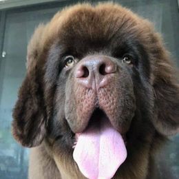 Newfoundlands from Sweetwater Newfoundland