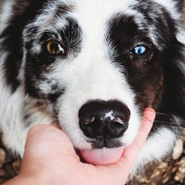 Cruella - Australian Shepherd