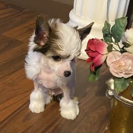 Chihuahua and Chinese Crested Puppies from Western Kentucky Chihuahua’s and Chinese Crested’s