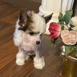 Chihuahua and Chinese Crested Puppies from Western Kentucky Chihuahua’s and Chinese Crested’s
