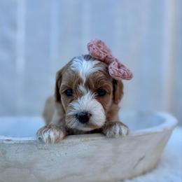 Olive girl - Red  female Goldendoodle puppy in Rio Linda, California from Plush Doodles