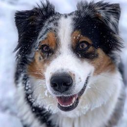 Australian Shepherd Puppies from Middle Fork Australian Shepherds