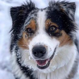 Australian Shepherd Puppies from Middle Fork Australian Shepherds