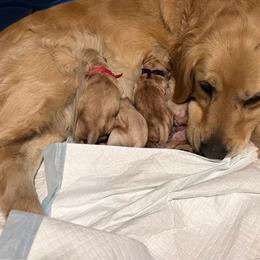 Pick 1 - Golden female Golden Retriever puppy in Post Falls, Idaho from Mountain View Goldens