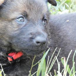 German Shepherd Puppies from Skaggs Sable Shepherds