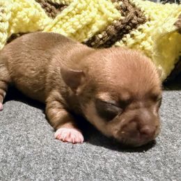 Red Male - Red and white male Chihuahua puppy in Sherwood, Arkansas from Bartelt Breeders