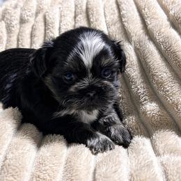 Karter Kouture - Black and white male Shih Tzu puppy in Trinity, North Carolina from Trinity Shih Tzu
