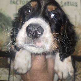 Winchester - Blue belton and tan (tri-color) male English Setter puppy in Morrice, Michigan from Wild Bird Setters